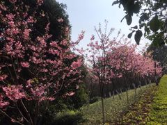 -南山植物园
