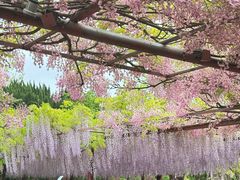 -嘉定紫藤园