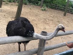 -大连森林动物园