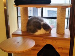 -more than meow吴止猫主题餐厅(承德 中船汇店)