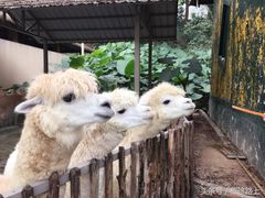 -深圳野生动物园
