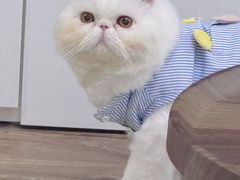 -猫大福·Fortune Cat猫舍(百子湾店)