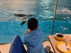 -帝企鹅自助餐厅•儿童岛•真企鹅(长隆企鹅酒店)