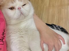 -滚猫咖啡·猫咖·猫友好撸猫(未来城店)
