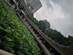 -荔湾湖公园