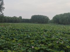 -东郊湿地公园
