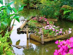 -深圳仙湖植物园