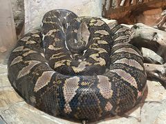 -北京野生动物园