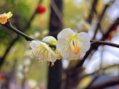 -龙华寺
