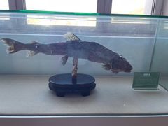 -洮儿河国家湿地公园