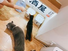 -猫小主咖啡·猫咖cat cafe(福田店)