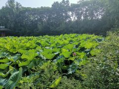 -合肥三国新城遗址公园