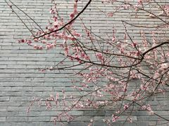 -杭州植物园