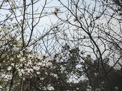 -南山植物园