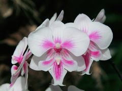 -北京植物园-展览温室