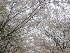 -高东镇樱花园