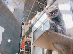 -猫咪博物馆(顶澳仔猫街店)