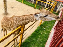 -西霞口神雕山野生动物世界