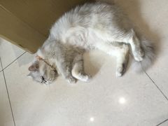 -Oh My Dog宠物沙龙(伊珊娜皮毛护理店)