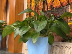 -乡村馕坑肉·烧烤·新疆菜·本地人更爱吃(阿勒泰首店)