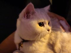 -袖虎·猫馆(体育西路店)