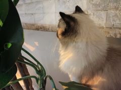 -平行世界·猫咖(首经贸店)