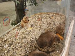 -石狮世茂摩天城摩天轮