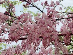 -嘉定紫藤园