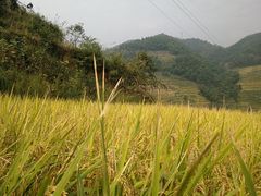 -紫鹊界梯田景区