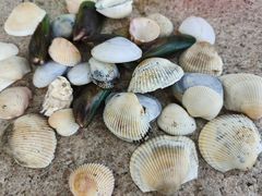 -碧桂园十里银滩