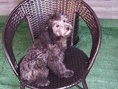 -爱侣宠医·鹦鹉专科·小型哺乳类·异宠专科(灵石路店)