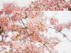 -上海辰山植物园