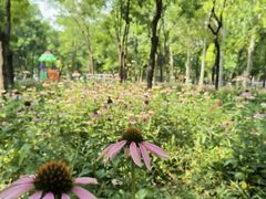 -大兴滨河森林公园