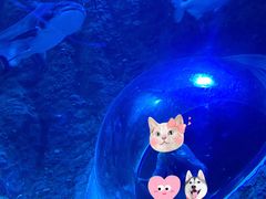 -成都浩海立方海洋公园
