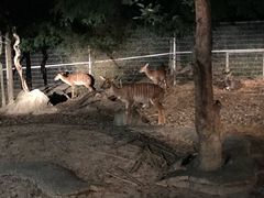 -清迈夜间动物园