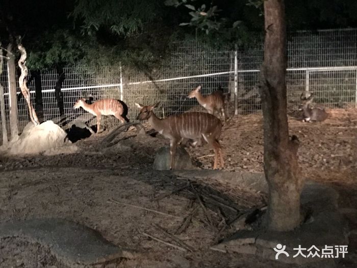清迈夜间动物园图片