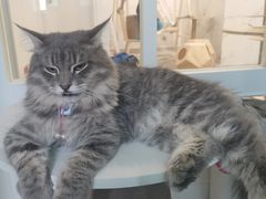 -楼上猫咖(罗湖店)