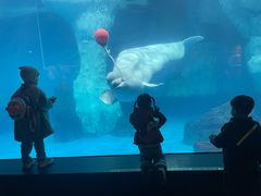 -海合安武汉极地海洋公园