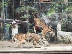 -清迈夜间动物园