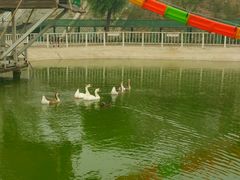 -北京鹿世界主题园