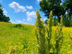 -长白岛森林公园