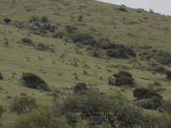 -大姆山草场