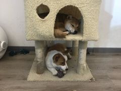 -浣熊柯尔鸭土拨鼠·电玩咖