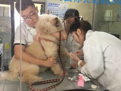 -申普宠物医院·心脏介入·心血管微创(总院)