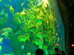 -芜湖新华联大白鲸海洋公园