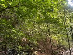 -本溪汤沟绿石谷森林公园