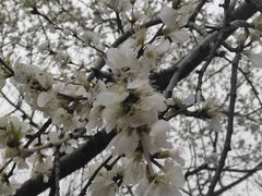-桃花堤公园