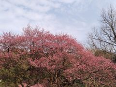-杭州植物园