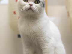 -柴迷FANS CLUB·柴犬狗咖·猫咖