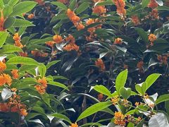 -大龙山(地铁站)